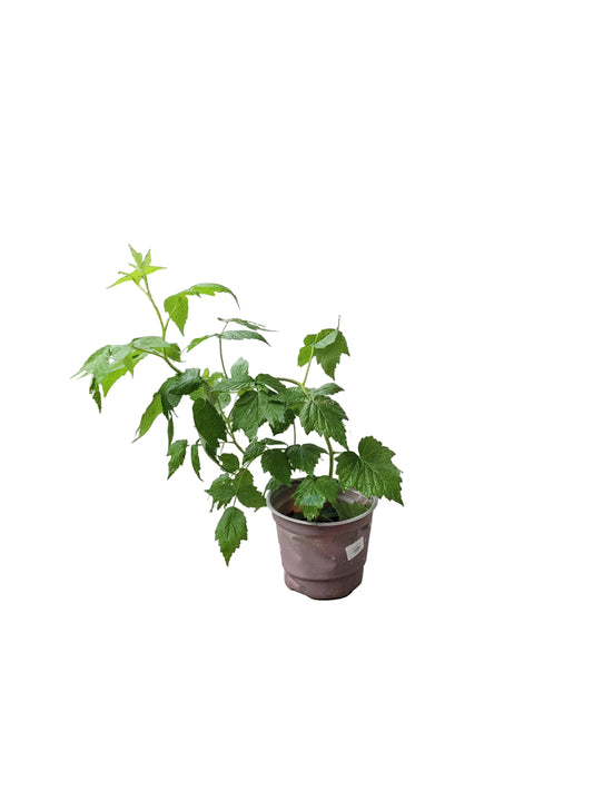Raspberry Plant