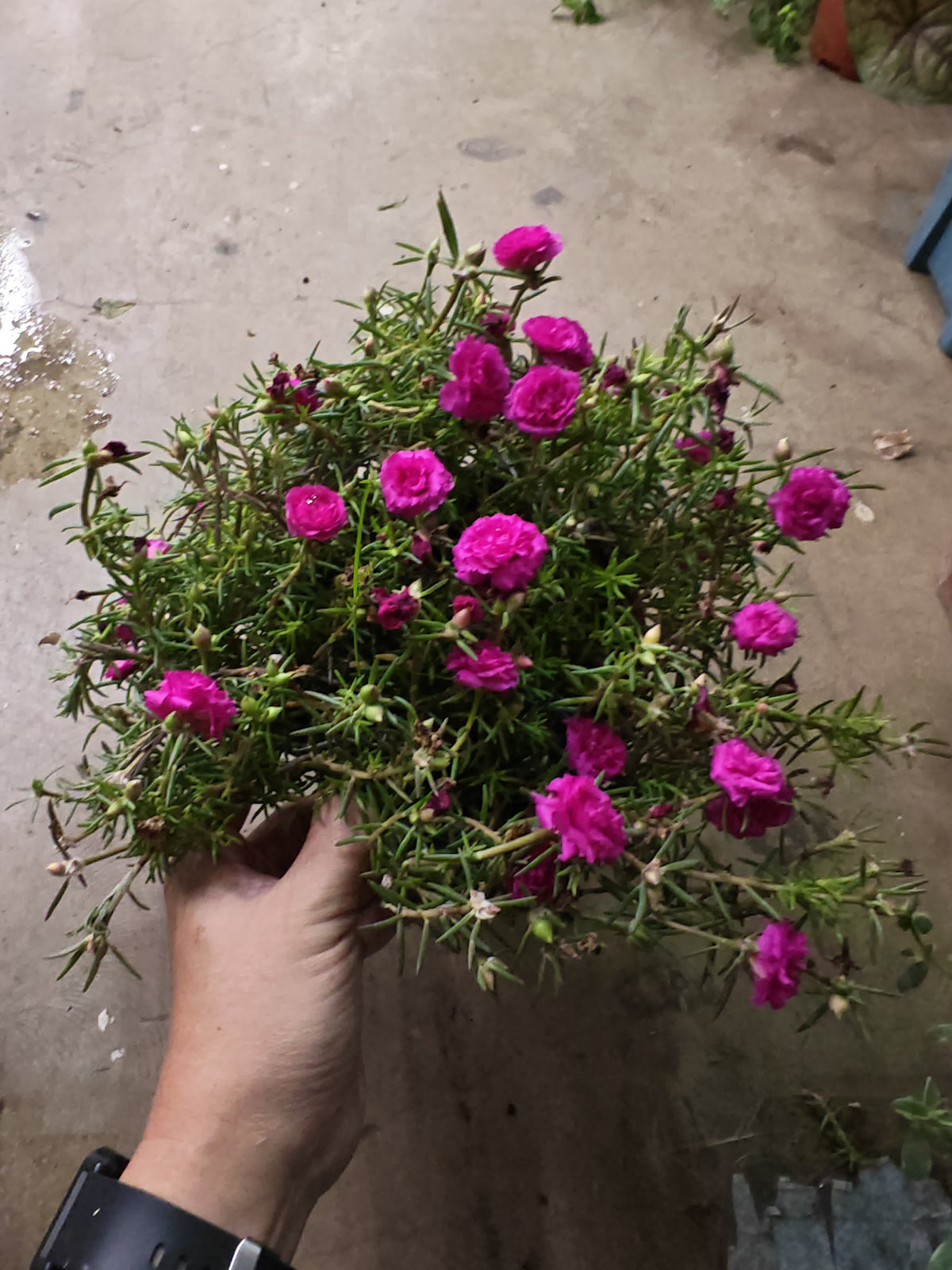 Portulaca (Japanese rose, 9 O'clock Flower, 九点花)