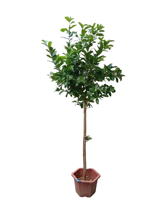Lemon Tree 1.5-1.7m
