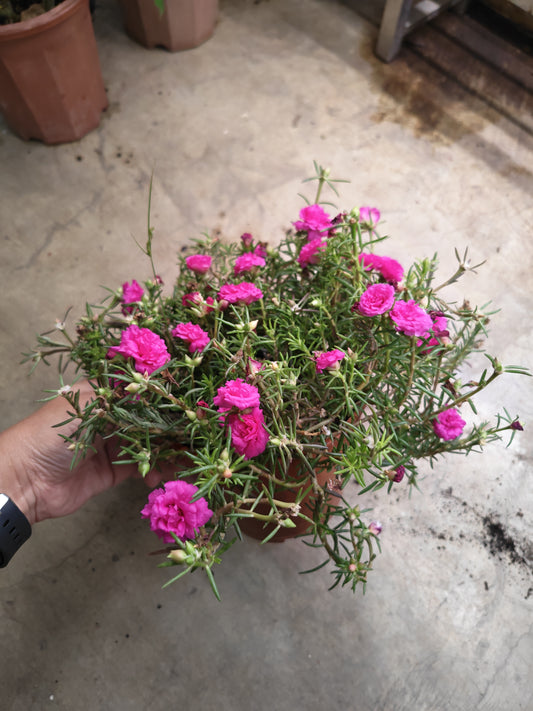 Portulaca (Japanese rose, 9 O'clock Flower, 九点花)