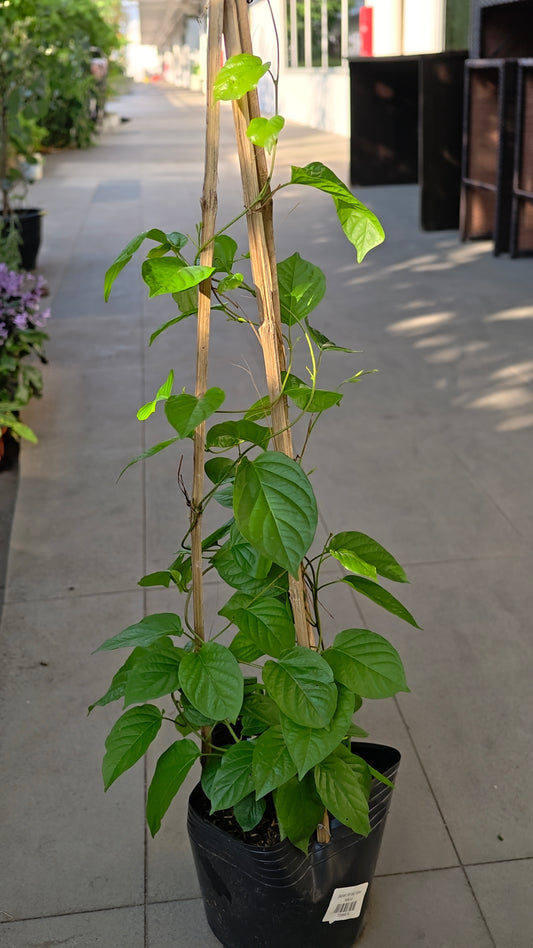 Japan Bridal Vine