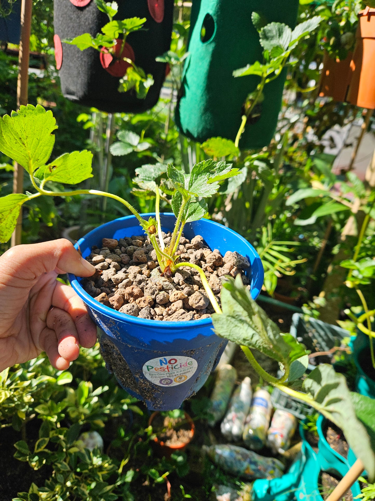 Heat Resistant Sweet Strawberries plant Japanese