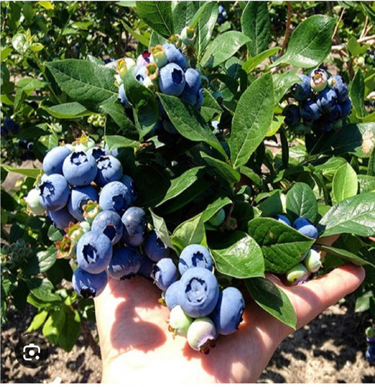 Heat Resistant Four Season Blueberry Jumbo fruit size