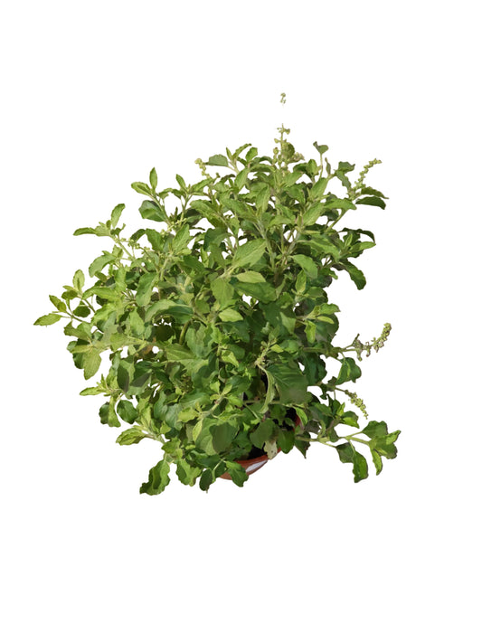 Tulasi Holy Basil