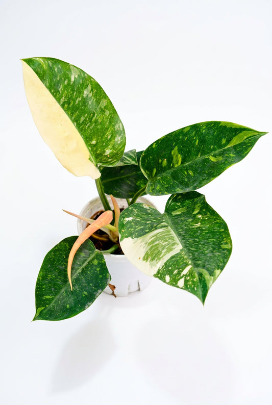 Philodendron Green Congo Nuclear Variegated