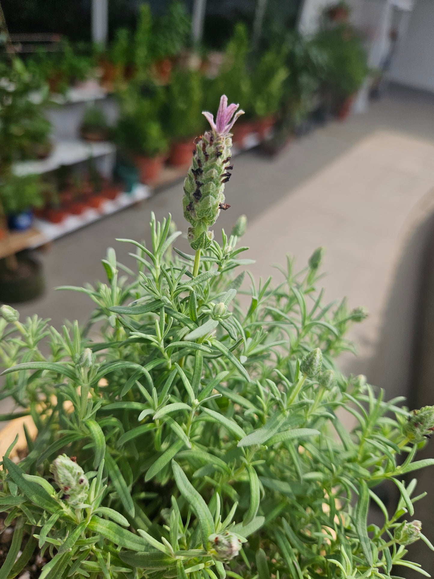 Spanish Lavender