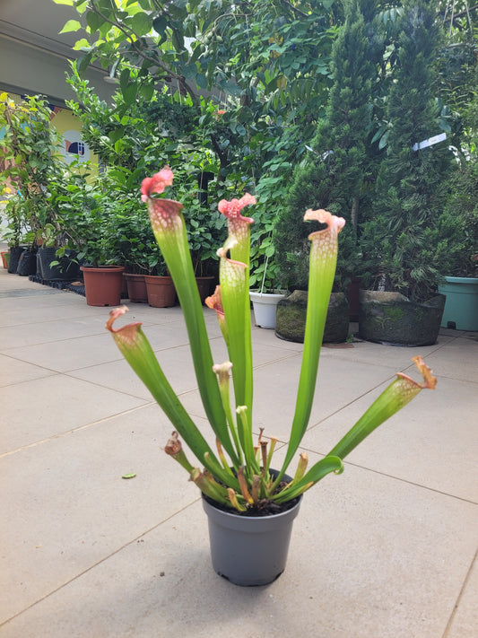 Sarracenia