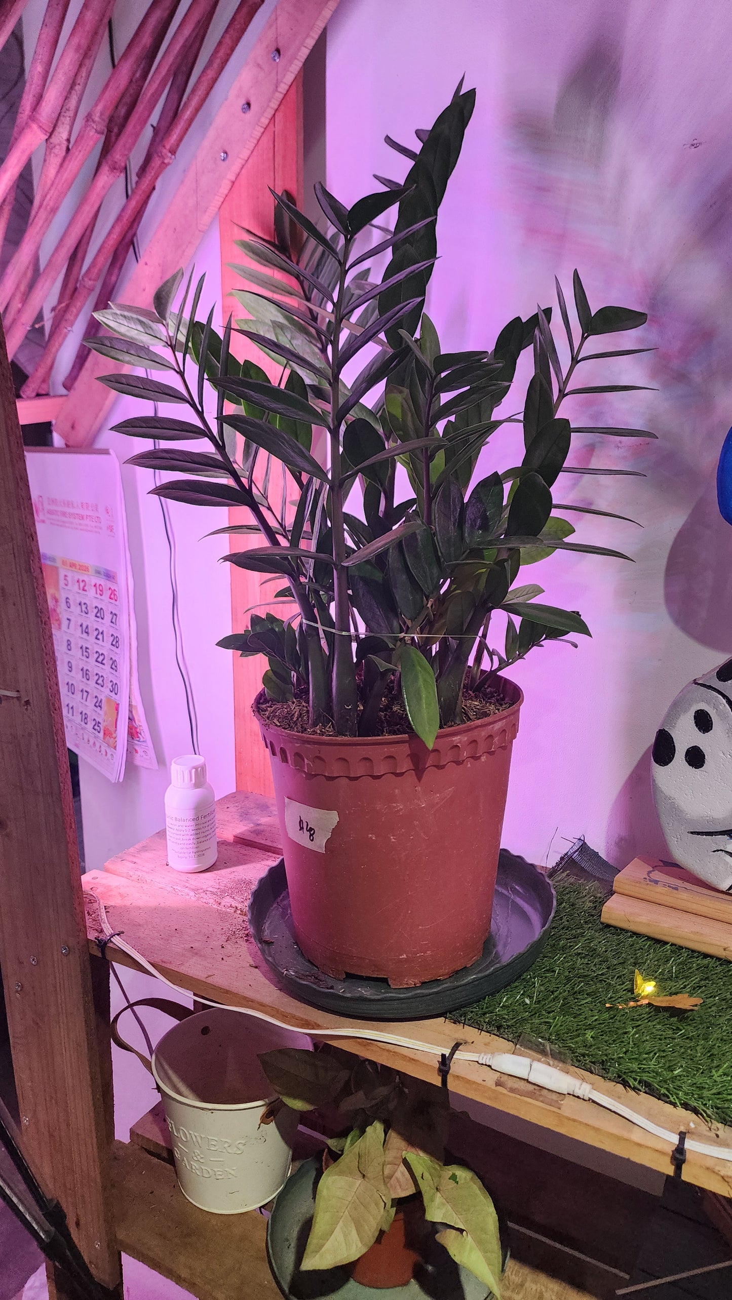 Zamioculcas Zamiifolia (ZZ Plant)