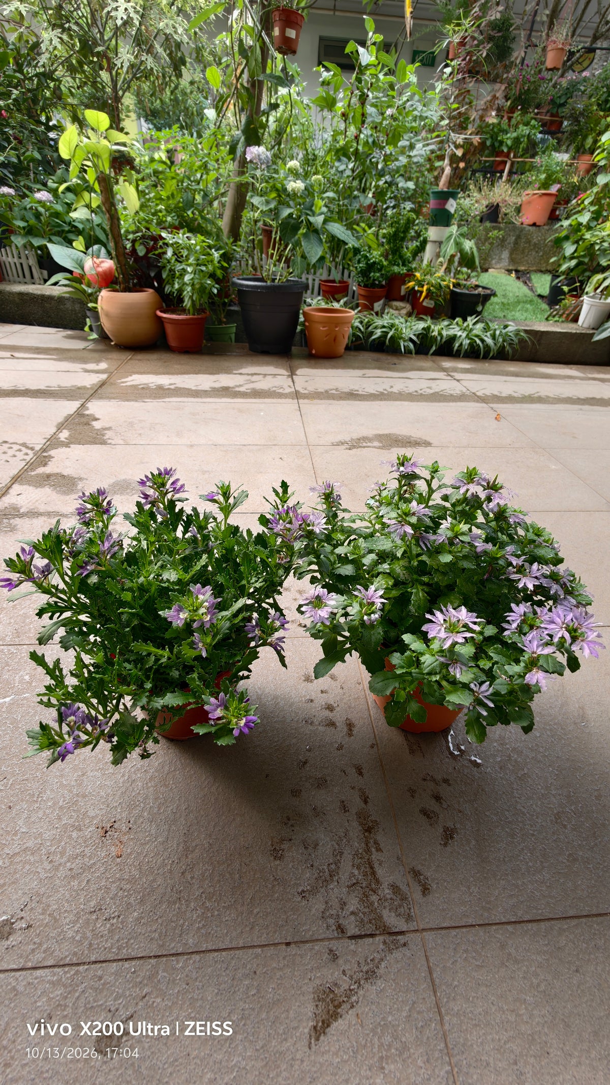 Scaevola aemula Fan Flower