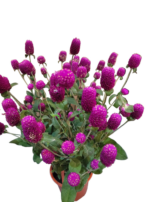 Globe amaranth