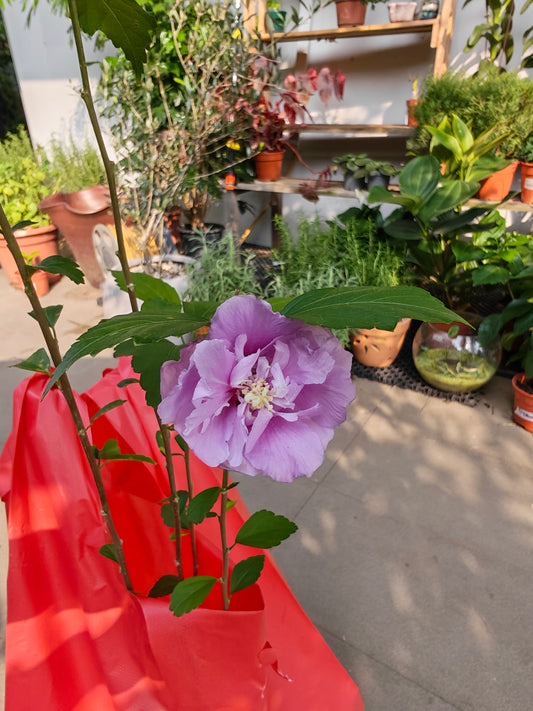 Thai Hibiscus