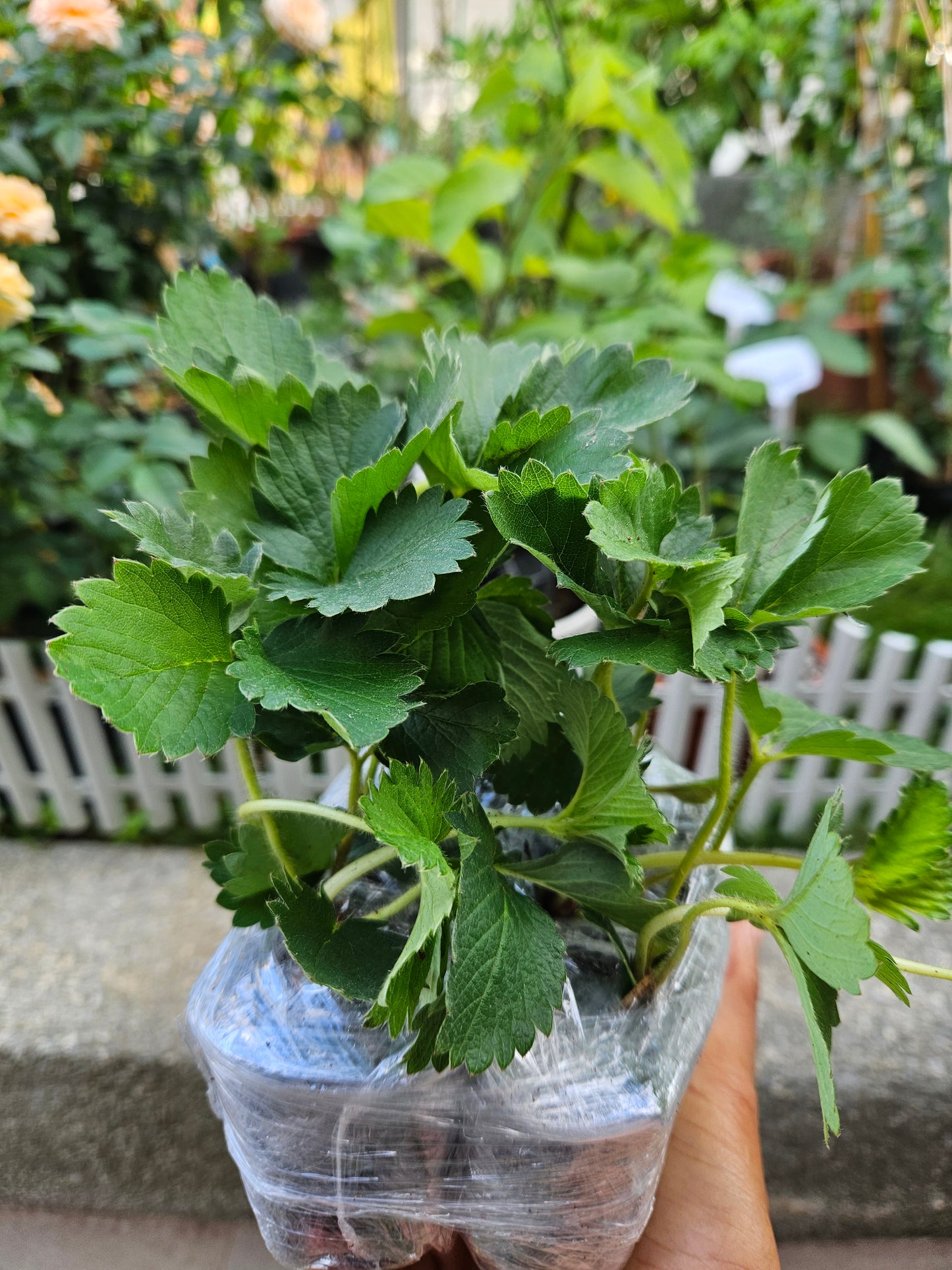 Heat Resistant Sweet Strawberries plant Japanese