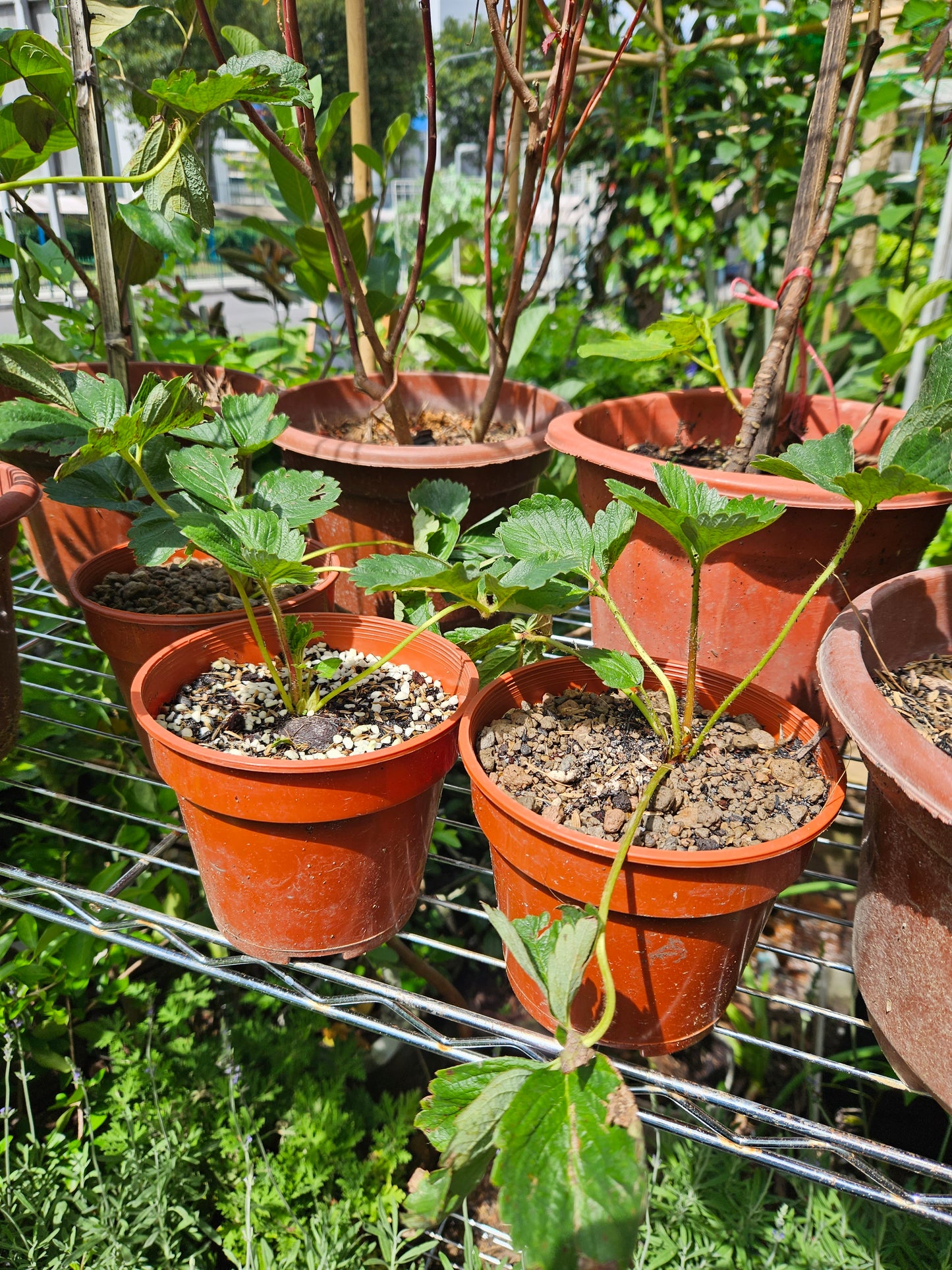 Heat Resistant Sweet Strawberries plant Japanese