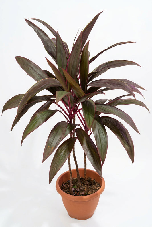 Cordyline Fruticosa 'Firebrand'