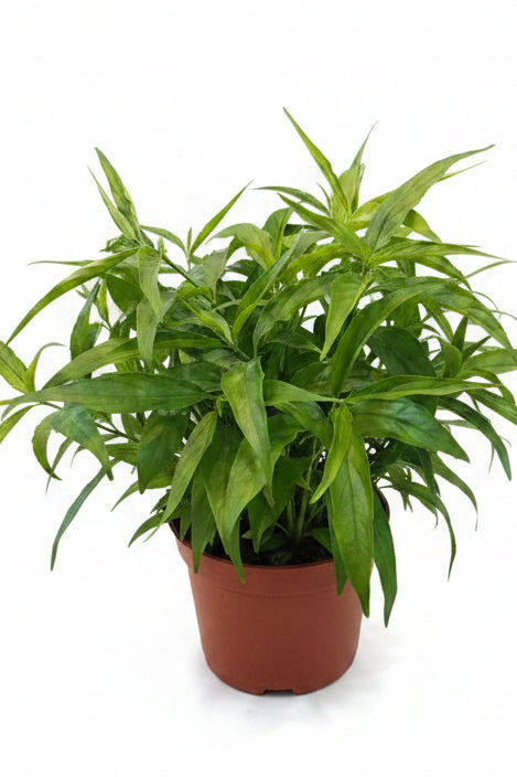Sabah snake grass