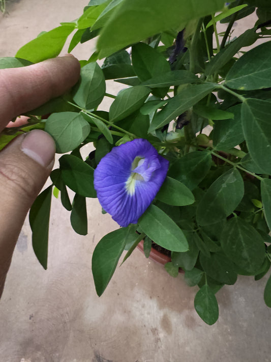 Clitoria ternatea (Blue Pea) 蝴蝶花⾖(22cm H.pot