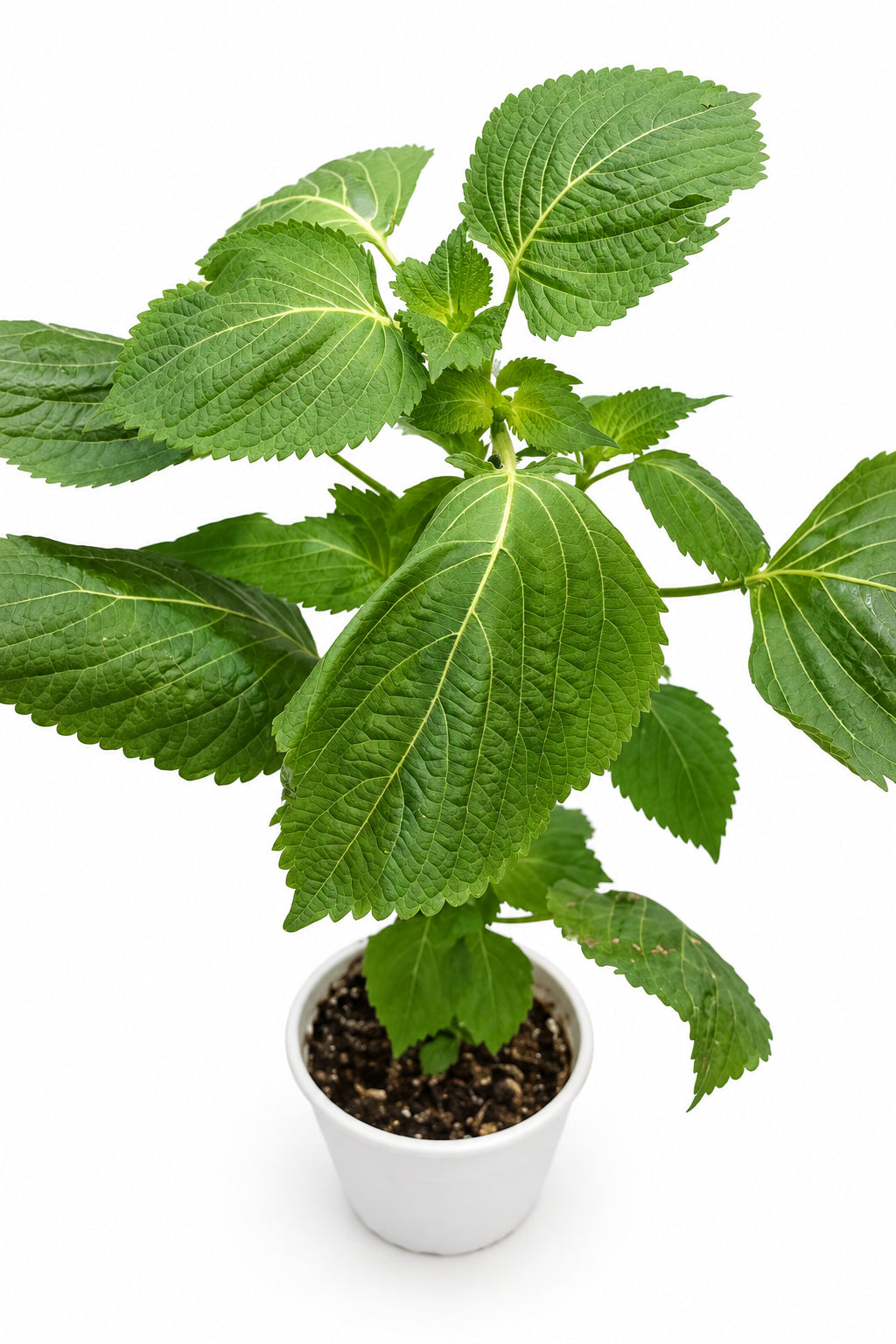 Korean perilla