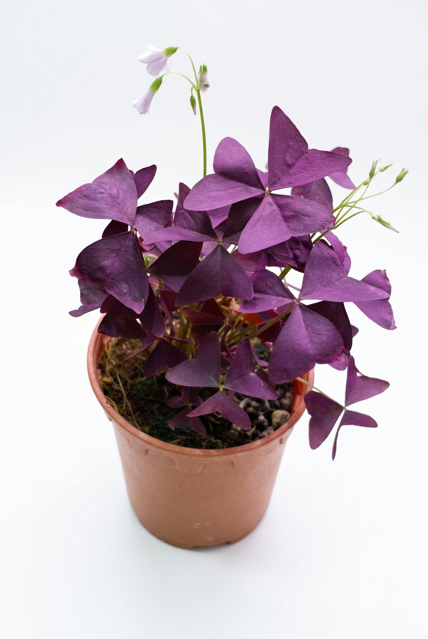 Purple Oxalis