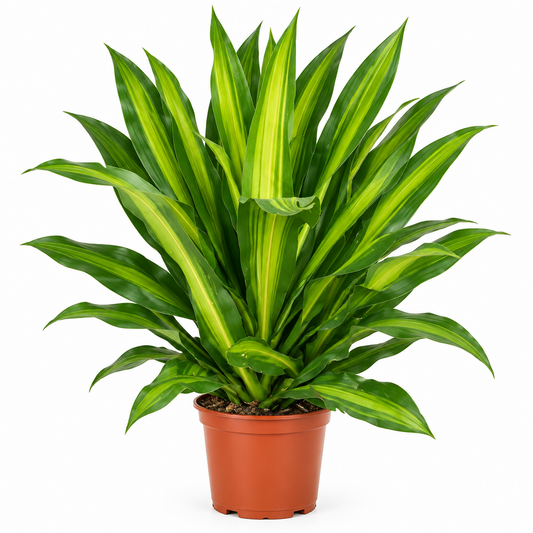 Dracaena Fragrant