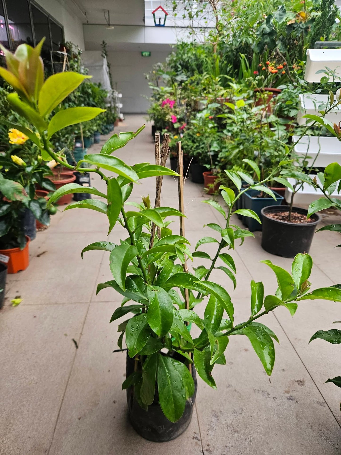 Lemon Vine