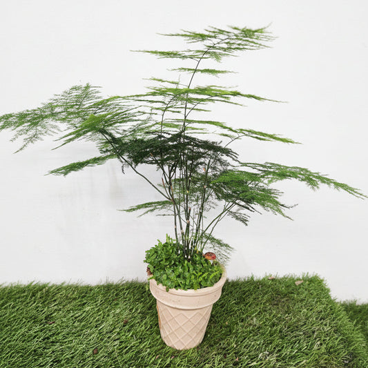 Asparagus fern bonsai art