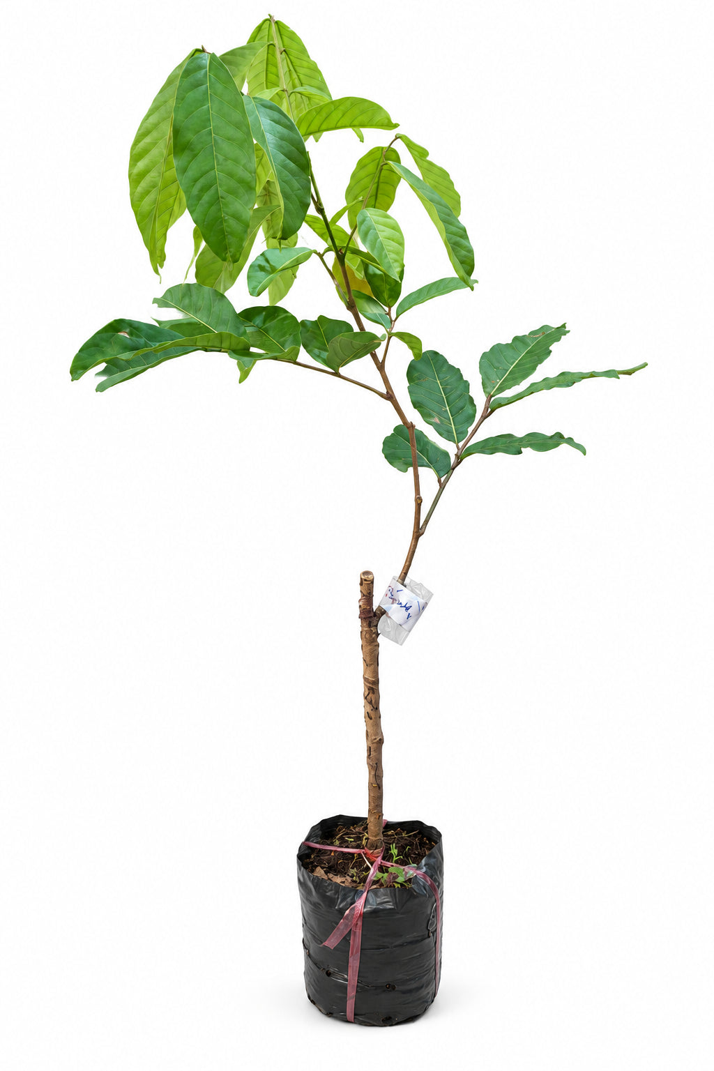 Thai ramutan