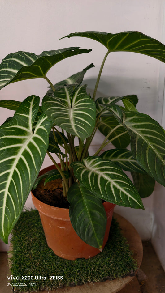 Caladium lindenii/Angel's Wing