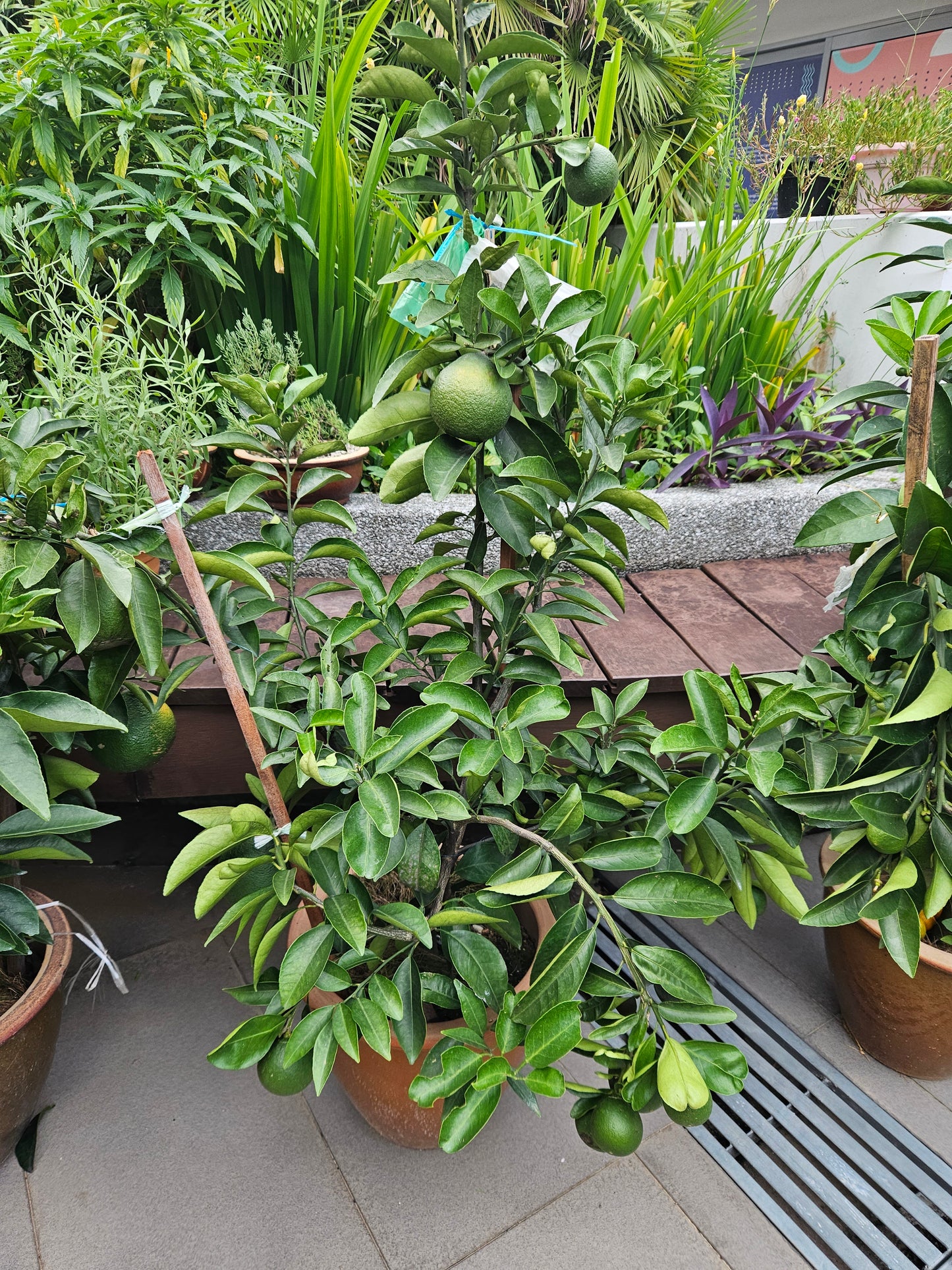 Jumbo Honey Taiwan Orange