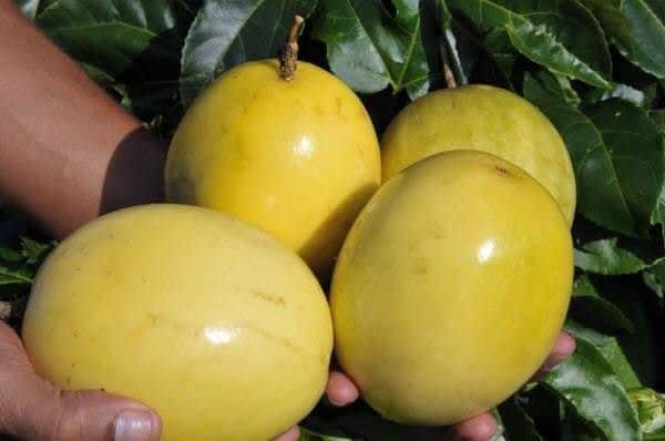 Sweet golden passion fruit