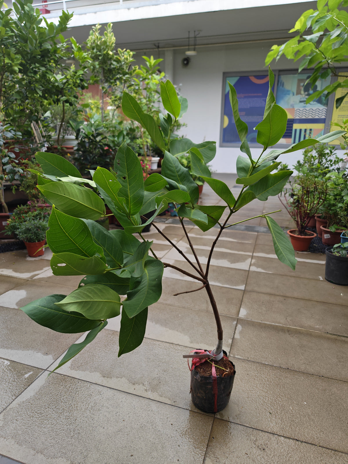 Giant Green Jambu