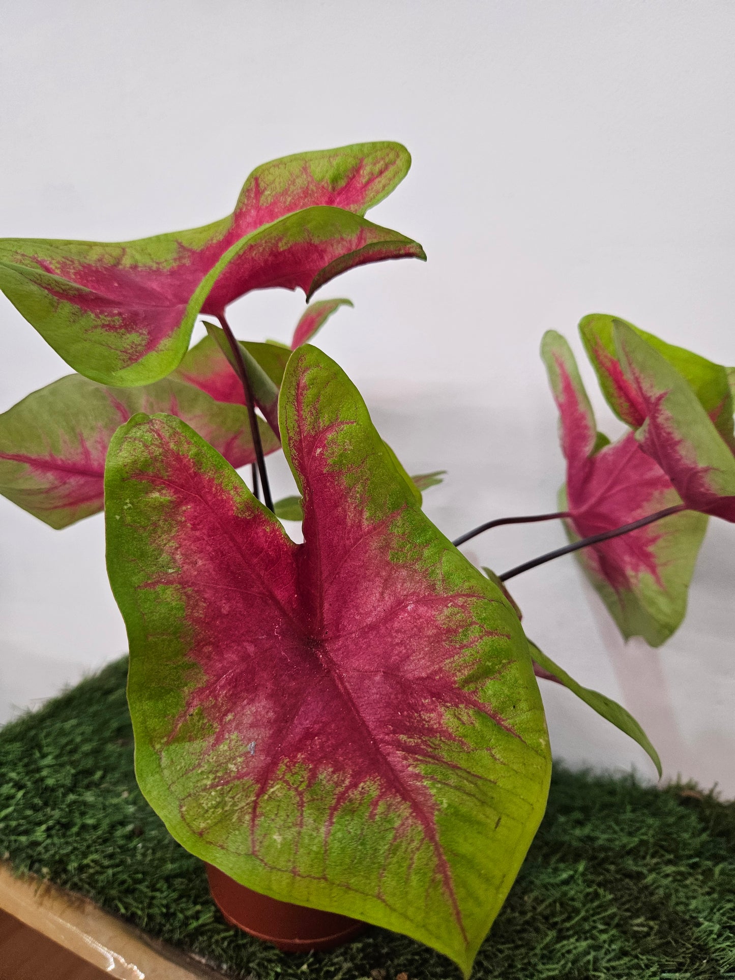 Caladium mix color