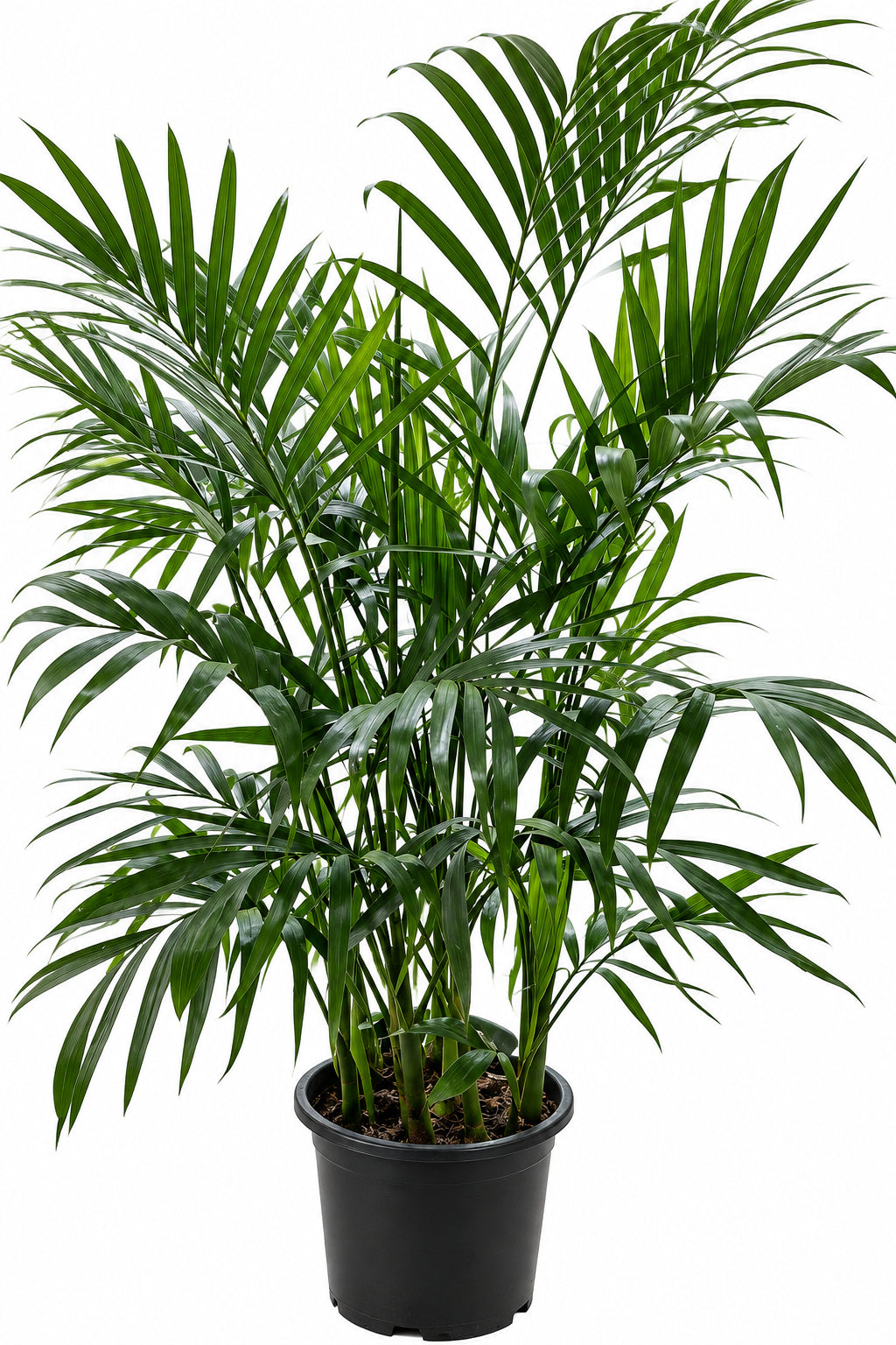 Bamboo Palm