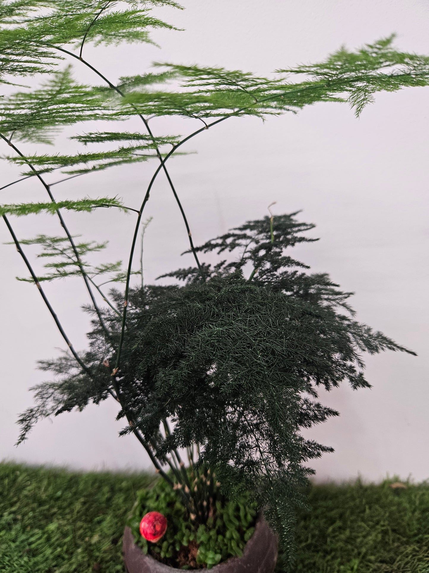 Asparagus fern bonsai art