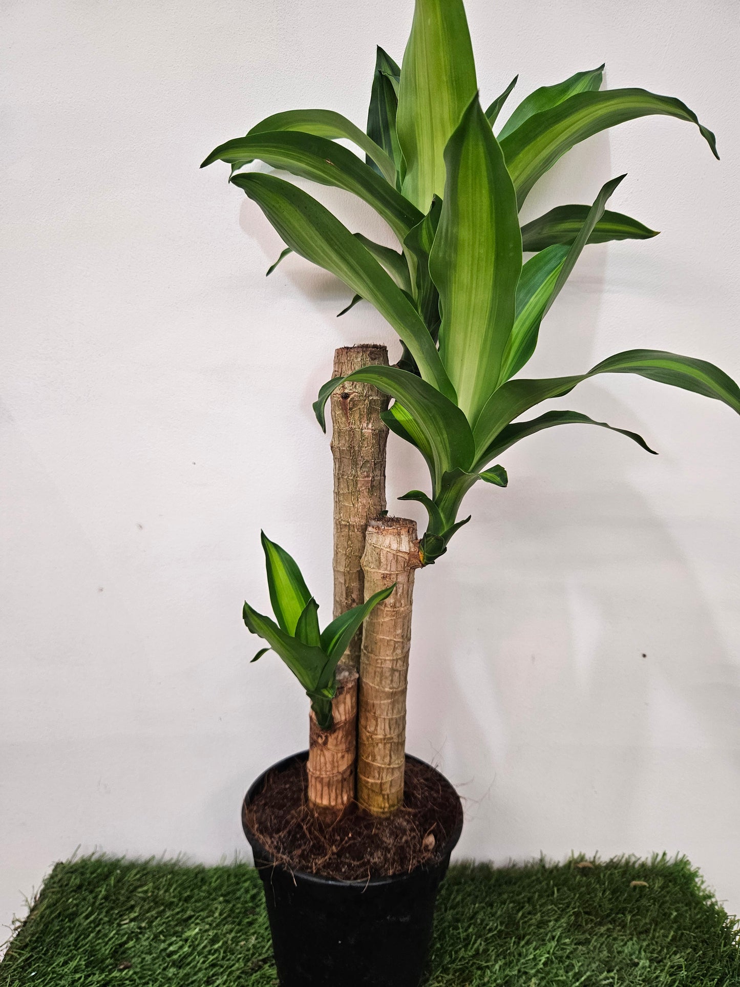 Dracaena fragrans Iron Tree