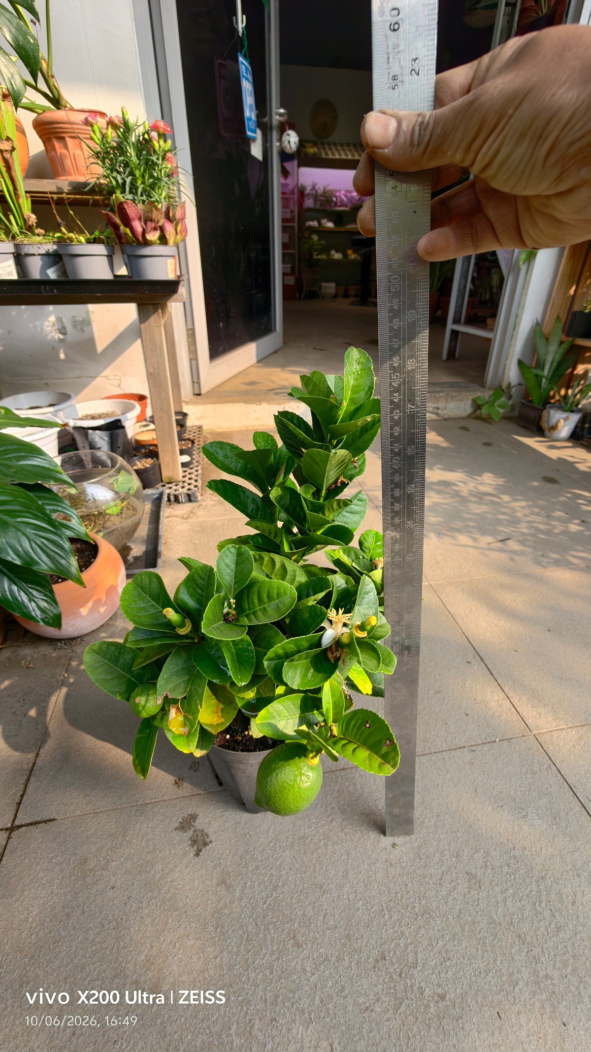 Lemon tree