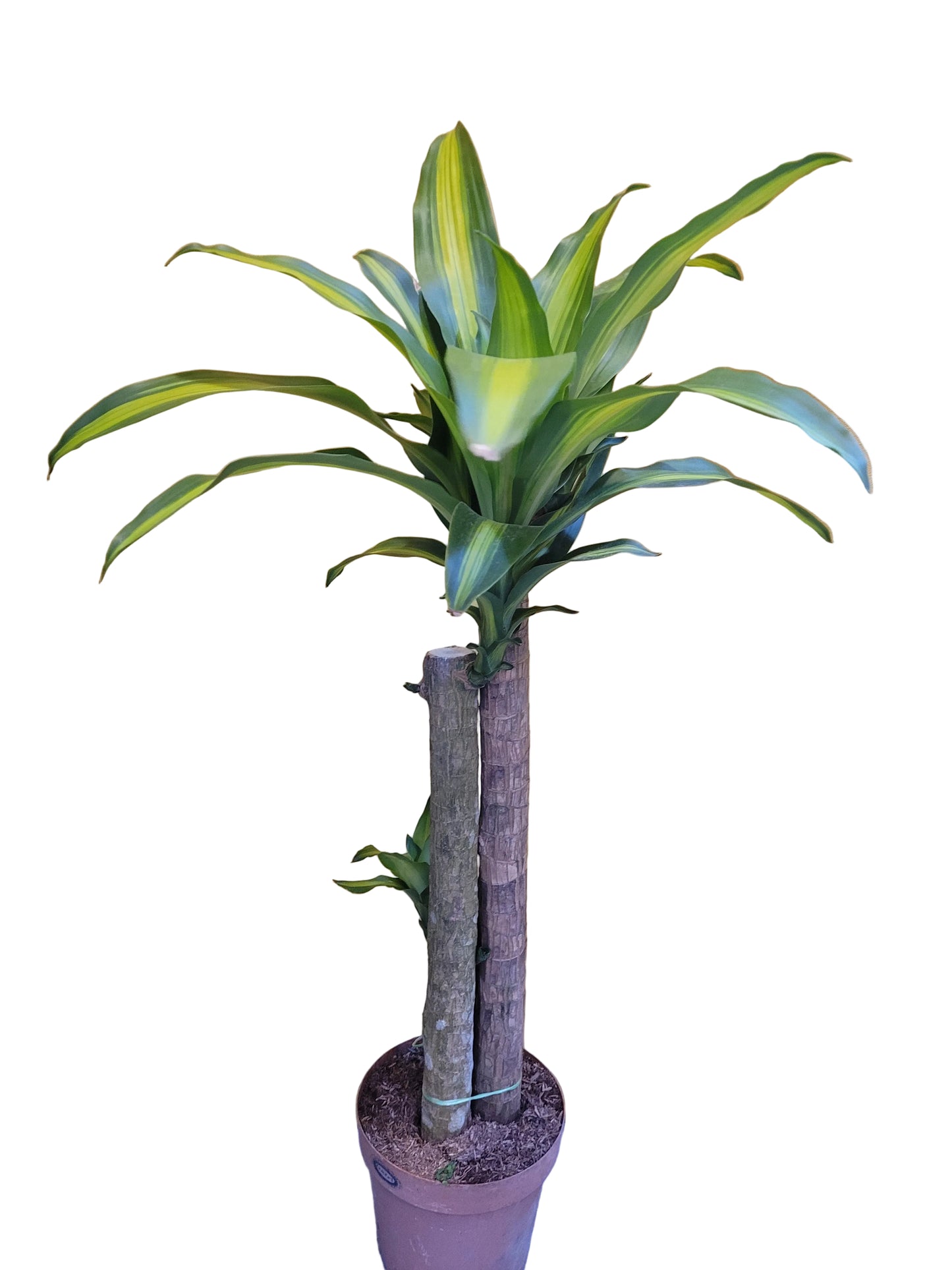 Dracaena Fragrans/Iron Tree 3ft 80cmH