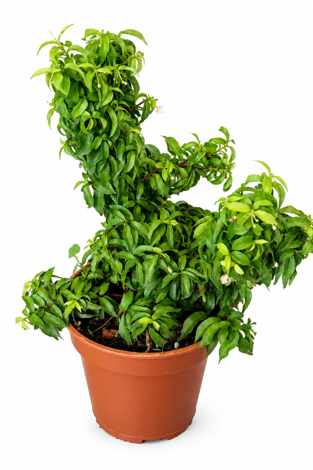 Chinese Murraya