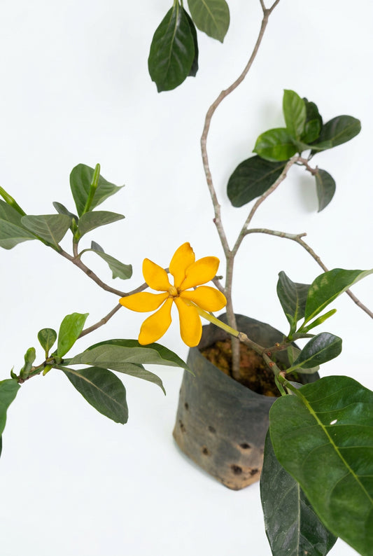 Gardenia