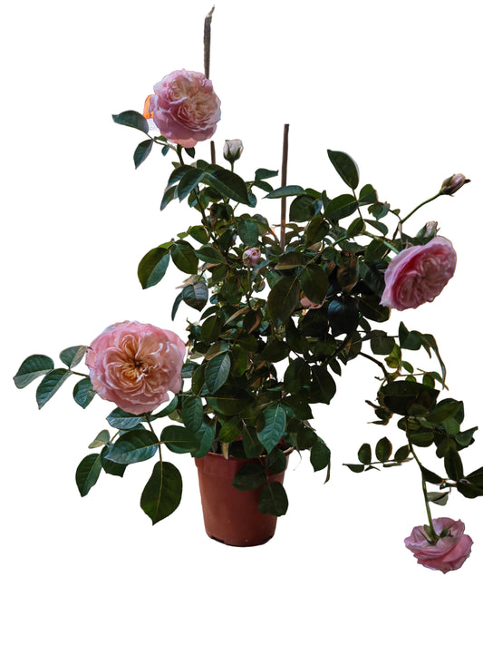 Juliet Rose