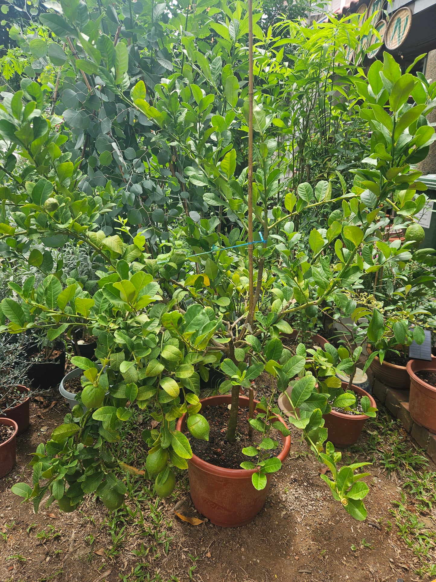 Large yellow lemon tree