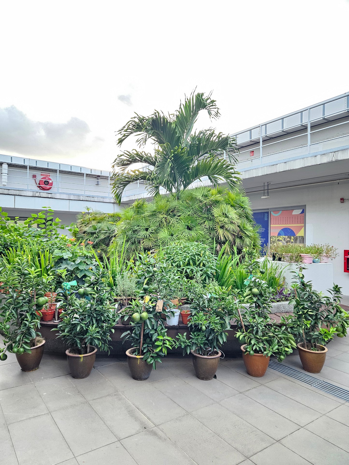 Jumbo Honey Taiwan Orange