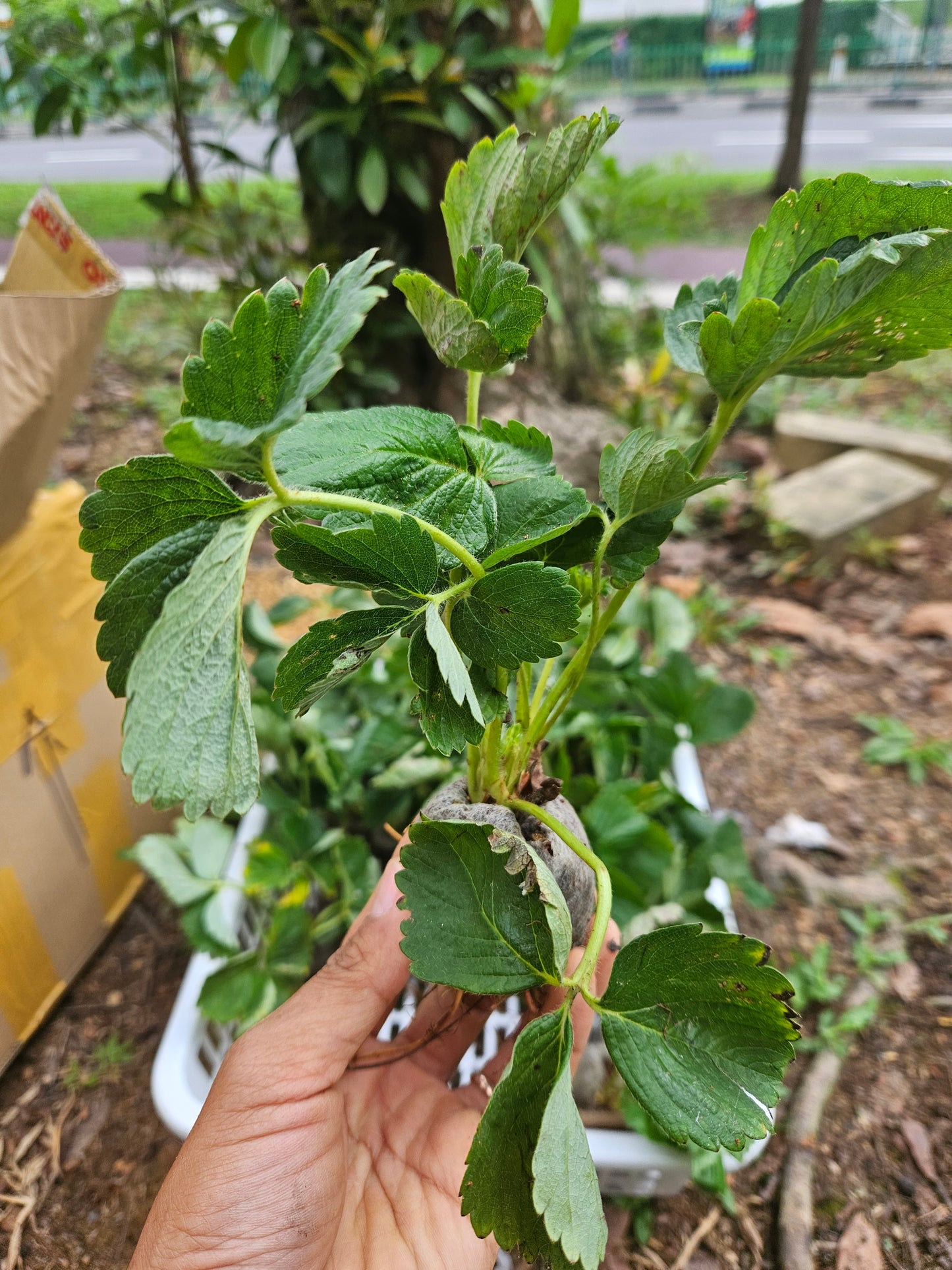 Heat Resistant Sweet Strawberries plant Japanese