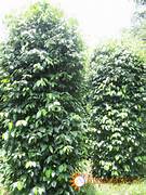 Black Pepper Plant