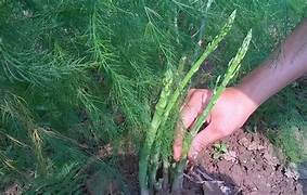 Asparagus Seedlings