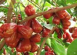 Red Jambu
