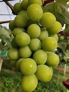 Shine Muscat Grafted Grape Plant