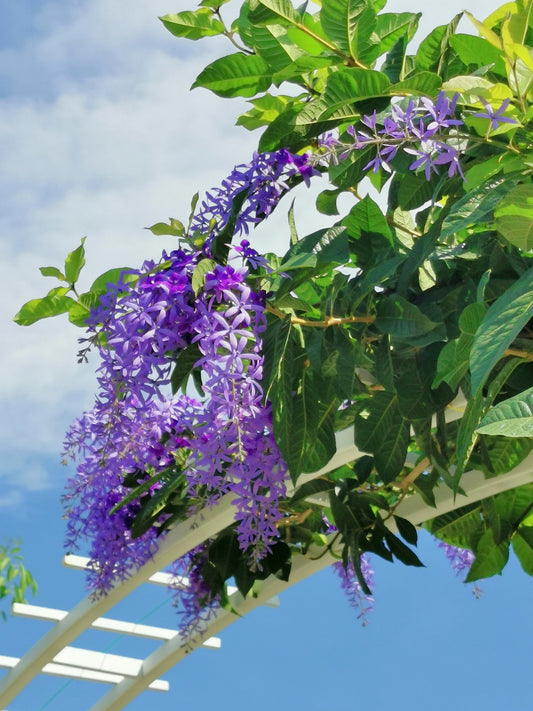 Queen's wreath, petrea, purple wreath, or sandpaper vine