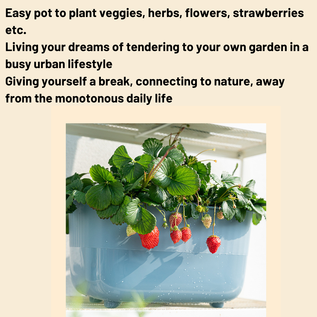 Self Watering Pot