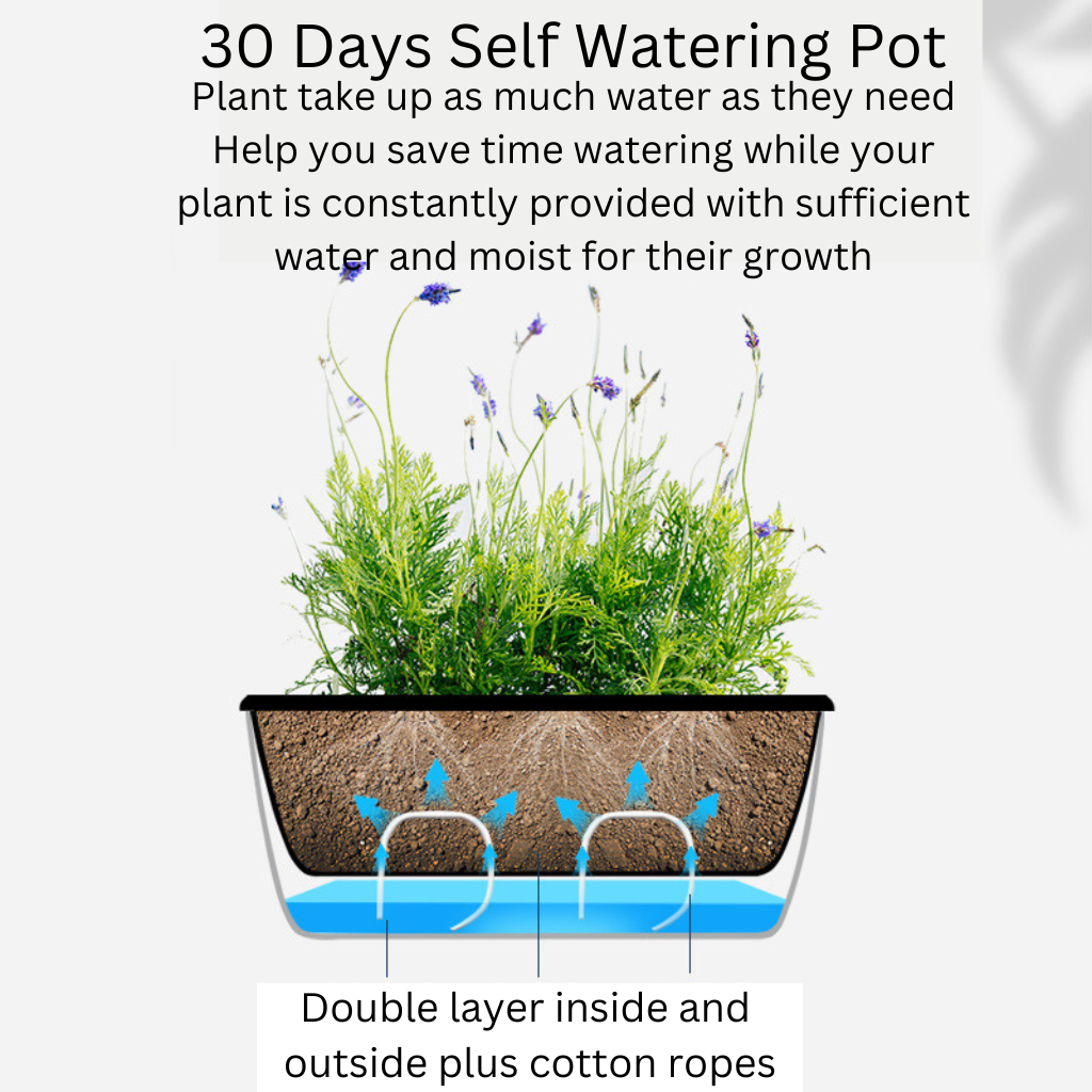 Self Watering Pot