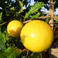 Golden Abiu Fruit Tree